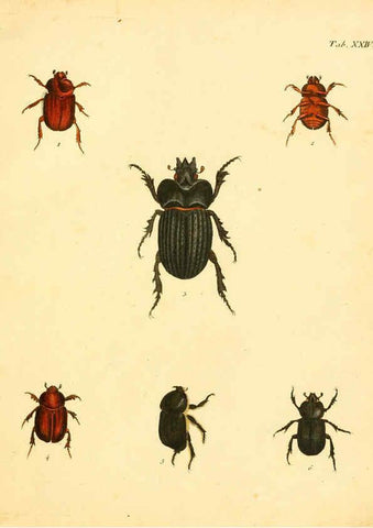 Reproducción/Reproduction 6008784138: Abbildungen zu Karl Illiger's Uebersetzung von Olivier's Entomologie plates Nürnberg :Gedruckt auf Kosten des Herausgebers,1802-1803
