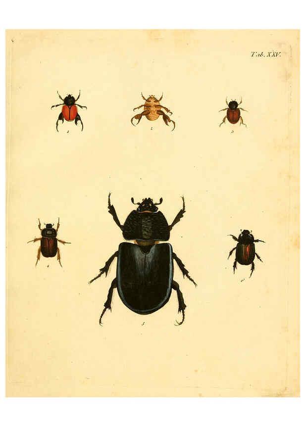 Reproducción/Reproduction 6008236941: Abbildungen zu Karl Illiger's Uebersetzung von Olivier's Entomologie plates Nürnberg :Gedruckt auf Kosten des Herausgebers,1802-1803