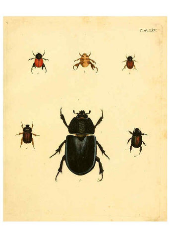 Reproducción/Reproduction 6008236941: Abbildungen zu Karl Illiger's Uebersetzung von Olivier's Entomologie plates Nürnberg :Gedruckt auf Kosten des Herausgebers,1802-1803
