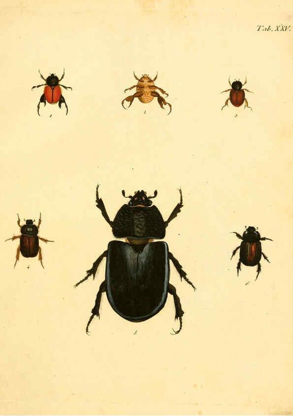 Reproducción/Reproduction 6008236941: Abbildungen zu Karl Illiger's Uebersetzung von Olivier's Entomologie plates Nürnberg :Gedruckt auf Kosten des Herausgebers,1802-1803