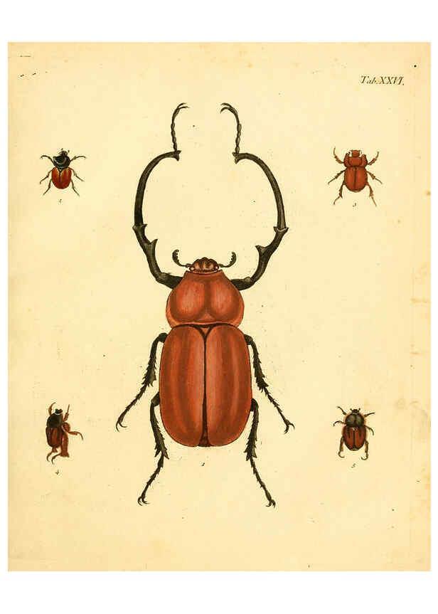 Reproducción/Reproduction 6008784584: Abbildungen zu Karl Illiger's Uebersetzung von Olivier's Entomologie plates Nürnberg :Gedruckt auf Kosten des Herausgebers,1802-1803