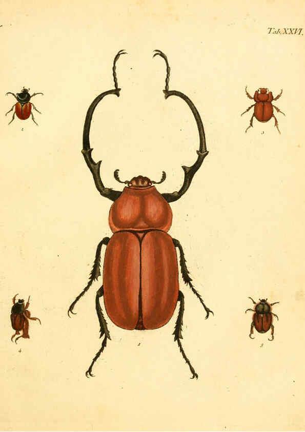 Reproducción/Reproduction 6008784584: Abbildungen zu Karl Illiger's Uebersetzung von Olivier's Entomologie plates Nürnberg :Gedruckt auf Kosten des Herausgebers,1802-1803