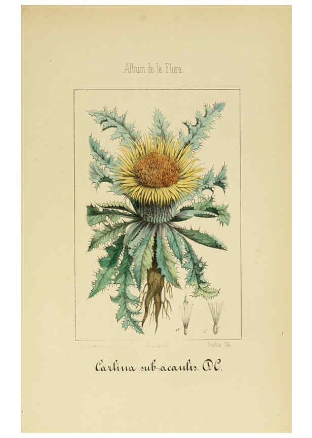 Reproducción/Reproduction 6011790981: Album de la flora médico-farmacéutica é industrial, indígena y exótica Madrid,Impr. de la Galeria literaria,1862-64