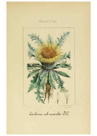 Reproducción/Reproduction 6011790981: Album de la flora médico-farmacéutica é industrial, indígena y exótica Madrid,Impr. de la Galeria literaria,1862-64