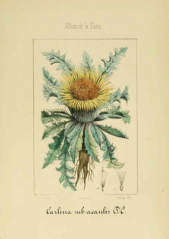 Reproducción/Reproduction 6011790981: Album de la flora médico-farmacéutica é industrial, indígena y exótica Madrid,Impr. de la Galeria literaria,1862-64