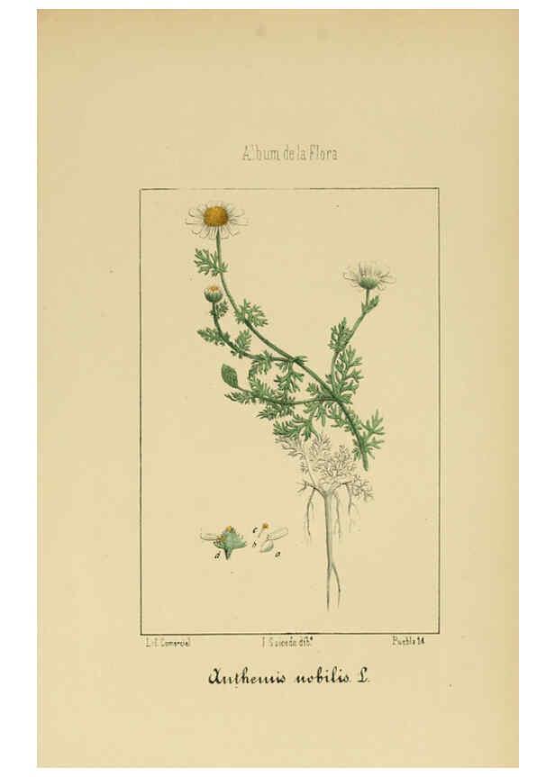 Reproducción/Reproduction 6011791285: Album de la flora médico-farmacéutica é industrial, indígena y exótica Madrid,Impr. de la Galeria literaria,1862-64