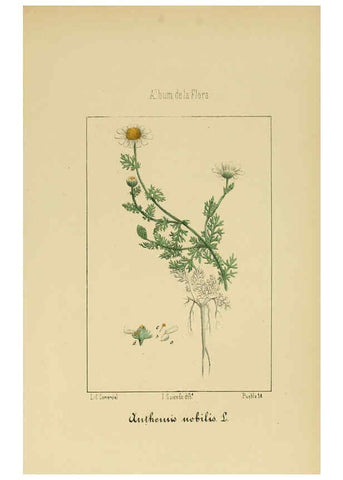 Reproducción/Reproduction 6011791285: Album de la flora médico-farmacéutica é industrial, indígena y exótica Madrid,Impr. de la Galeria literaria,1862-64