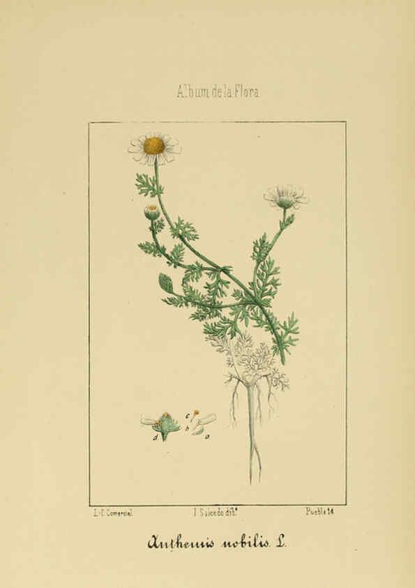 Reproducción/Reproduction 6011791285: Album de la flora médico-farmacéutica é industrial, indígena y exótica Madrid,Impr. de la Galeria literaria,1862-64