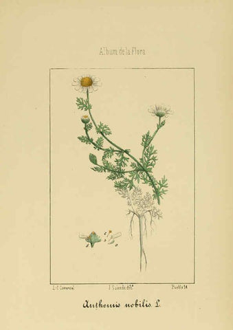 Reproducción/Reproduction 6011791285: Album de la flora médico-farmacéutica é industrial, indígena y exótica Madrid,Impr. de la Galeria literaria,1862-64