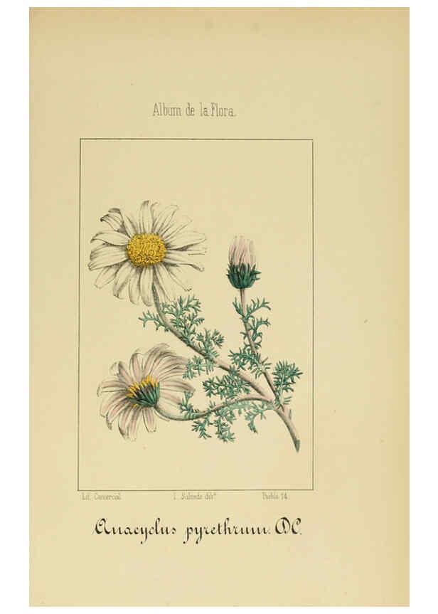 Reproducción/Reproduction 6011791517: Album de la flora médico-farmacéutica é industrial, indígena y exótica Madrid,Impr. de la Galeria literaria,1862-64