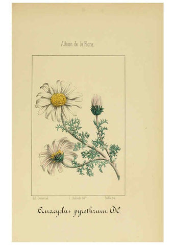 Reproducción/Reproduction 6011791517: Album de la flora médico-farmacéutica é industrial, indígena y exótica Madrid,Impr. de la Galeria literaria,1862-64