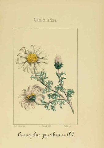 Reproducción/Reproduction 6011791517: Album de la flora médico-farmacéutica é industrial, indígena y exótica Madrid,Impr. de la Galeria literaria,1862-64