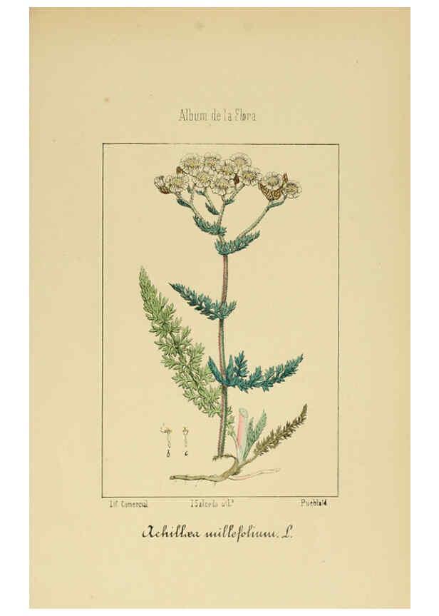 Reproducción/Reproduction 6011791737: Album de la flora médico-farmacéutica é industrial, indígena y exótica Madrid,Impr. de la Galeria literaria,1862-64
