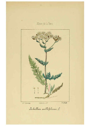 Reproducción/Reproduction 6011791737: Album de la flora médico-farmacéutica é industrial, indígena y exótica Madrid,Impr. de la Galeria literaria,1862-64