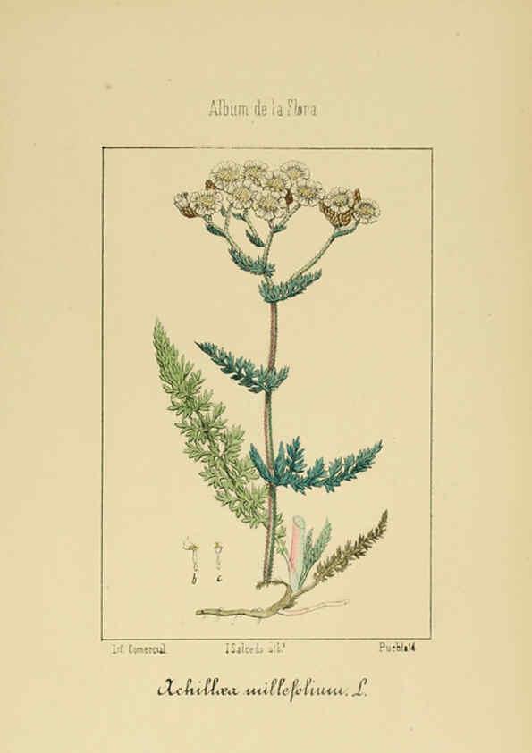 Reproducción/Reproduction 6011791737: Album de la flora médico-farmacéutica é industrial, indígena y exótica Madrid,Impr. de la Galeria literaria,1862-64