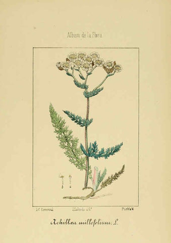 Reproducción/Reproduction 6011791737: Album de la flora médico-farmacéutica é industrial, indígena y exótica Madrid,Impr. de la Galeria literaria,1862-64