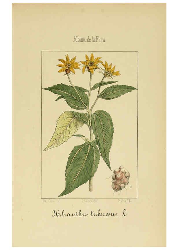 Reproducción/Reproduction 6011791969: Album de la flora médico-farmacéutica é industrial, indígena y exótica Madrid,Impr. de la Galeria literaria,1862-64