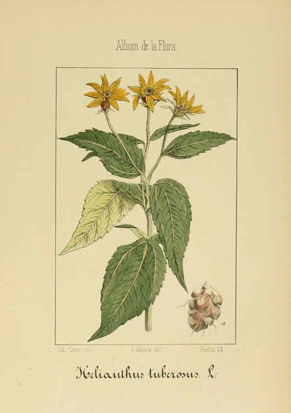 Reproducción/Reproduction 6011791969: Album de la flora médico-farmacéutica é industrial, indígena y exótica Madrid,Impr. de la Galeria literaria,1862-64