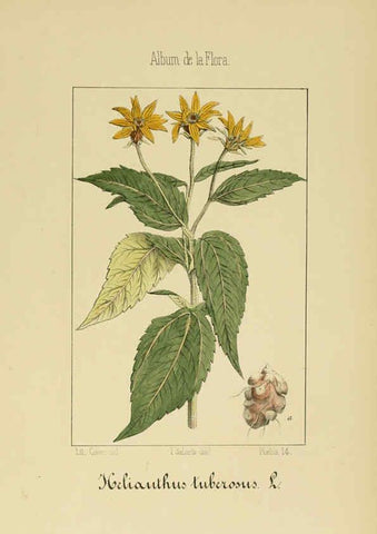 Reproducción/Reproduction 6011791969: Album de la flora médico-farmacéutica é industrial, indígena y exótica Madrid,Impr. de la Galeria literaria,1862-64