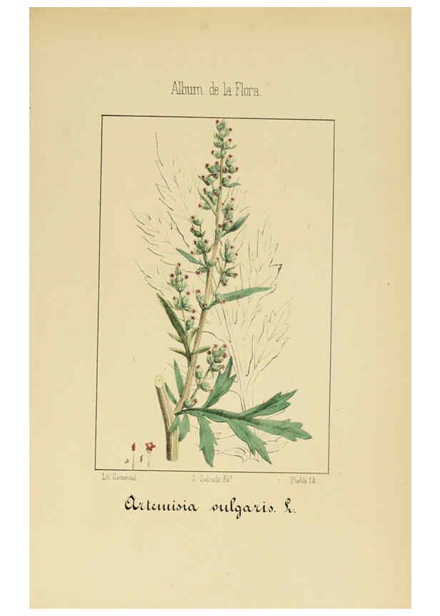 Reproducción/Reproduction 6011792181: Album de la flora médico-farmacéutica é industrial, indígena y exótica Madrid,Impr. de la Galeria literaria,1862-64