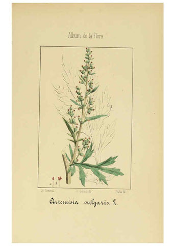 Reproducción/Reproduction 6011792181: Album de la flora médico-farmacéutica é industrial, indígena y exótica Madrid,Impr. de la Galeria literaria,1862-64