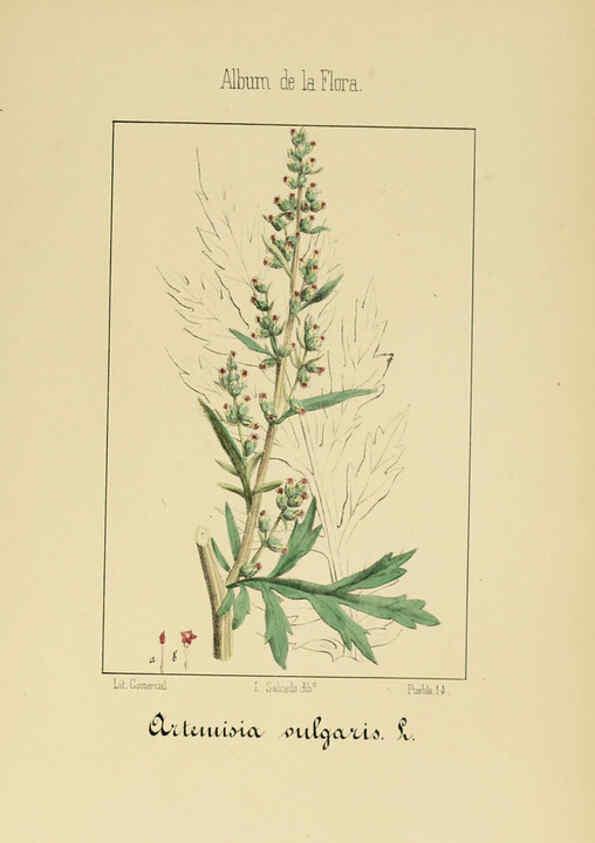 Reproducción/Reproduction 6011792181: Album de la flora médico-farmacéutica é industrial, indígena y exótica Madrid,Impr. de la Galeria literaria,1862-64
