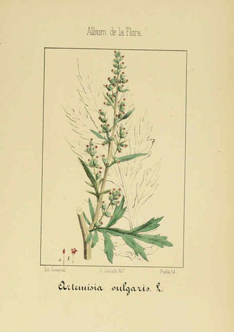 Reproducción/Reproduction 6011792181: Album de la flora médico-farmacéutica é industrial, indígena y exótica Madrid,Impr. de la Galeria literaria,1862-64