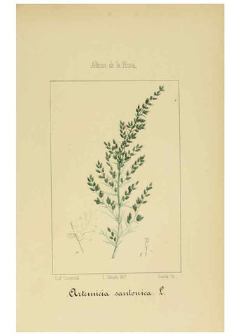 Reproducción/Reproduction 6012339516: Album de la flora médico-farmacéutica é industrial, indígena y exótica Madrid,Impr. de la Galeria literaria,1862-64