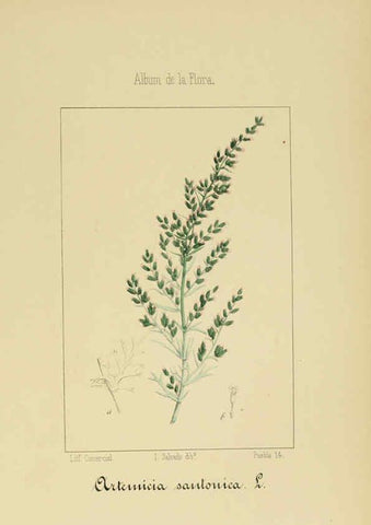 Reproducción/Reproduction 6012339516: Album de la flora médico-farmacéutica é industrial, indígena y exótica Madrid,Impr. de la Galeria literaria,1862-64
