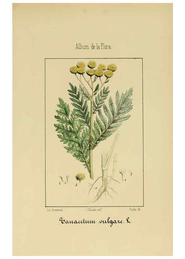Reproducción/Reproduction 6012339832: Album de la flora médico-farmacéutica é industrial, indígena y exótica Madrid,Impr. de la Galeria literaria,1862-64