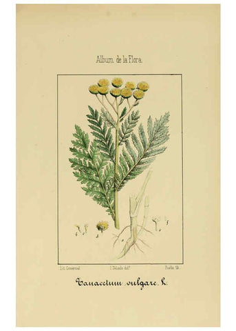 Reproducción/Reproduction 6012339832: Album de la flora médico-farmacéutica é industrial, indígena y exótica Madrid,Impr. de la Galeria literaria,1862-64