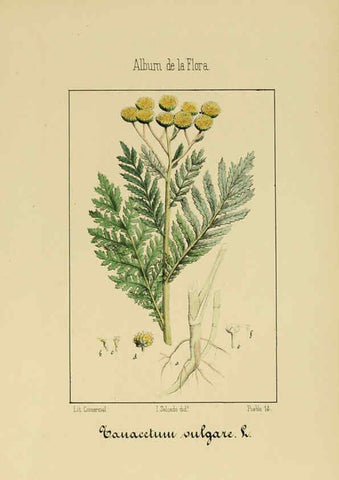 Reproducción/Reproduction 6012339832: Album de la flora médico-farmacéutica é industrial, indígena y exótica Madrid,Impr. de la Galeria literaria,1862-64