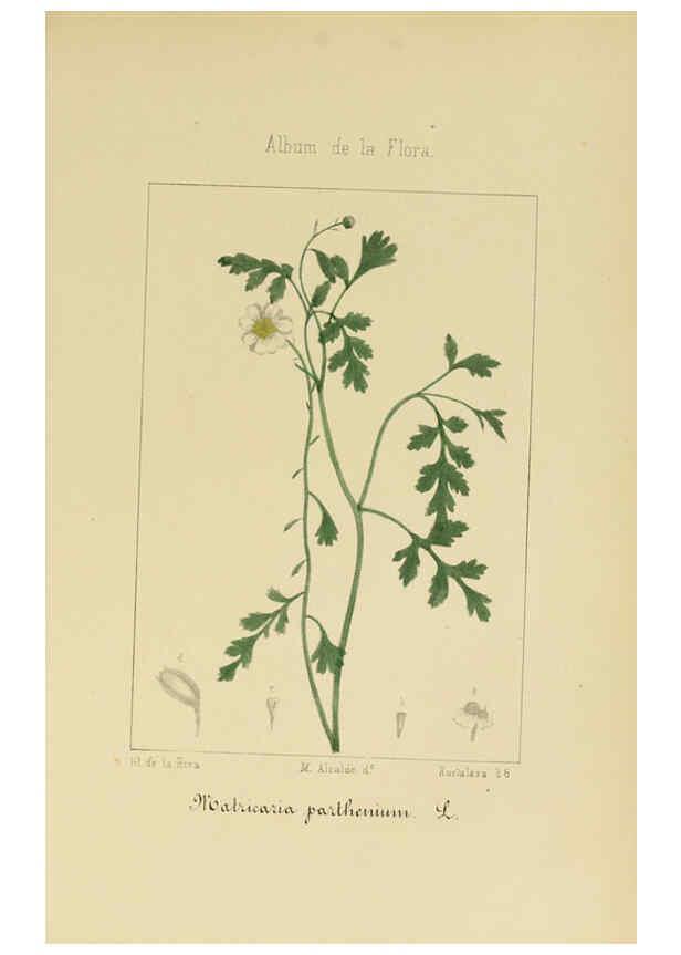 Reproducción/Reproduction 6011793223: Album de la flora médico-farmacéutica é industrial, indígena y exótica Madrid,Impr. de la Galeria literaria,1862-64