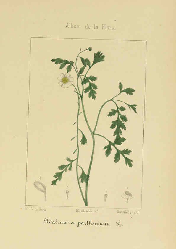 Reproducción/Reproduction 6011793223: Album de la flora médico-farmacéutica é industrial, indígena y exótica Madrid,Impr. de la Galeria literaria,1862-64