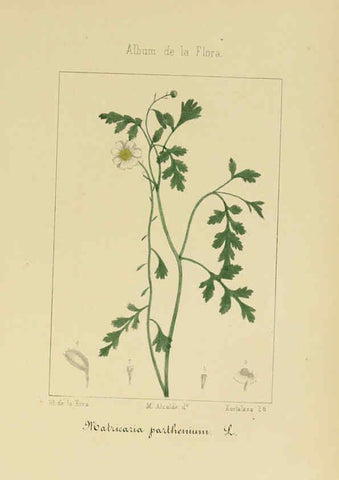 Reproducción/Reproduction 6011793223: Album de la flora médico-farmacéutica é industrial, indígena y exótica Madrid,Impr. de la Galeria literaria,1862-64