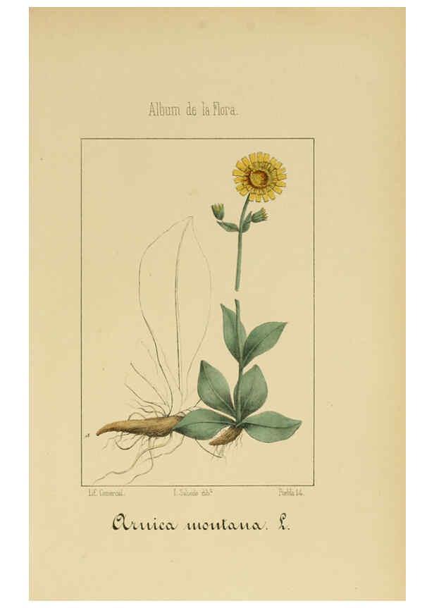 Reproducción/Reproduction 6012340512: Album de la flora médico-farmacéutica é industrial, indígena y exótica Madrid,Impr. de la Galeria literaria,1862-64