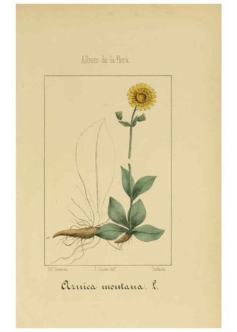 Reproducción/Reproduction 6012340512: Album de la flora médico-farmacéutica é industrial, indígena y exótica Madrid,Impr. de la Galeria literaria,1862-64