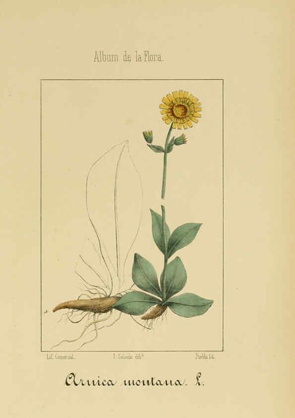 Reproducción/Reproduction 6012340512: Album de la flora médico-farmacéutica é industrial, indígena y exótica Madrid,Impr. de la Galeria literaria,1862-64