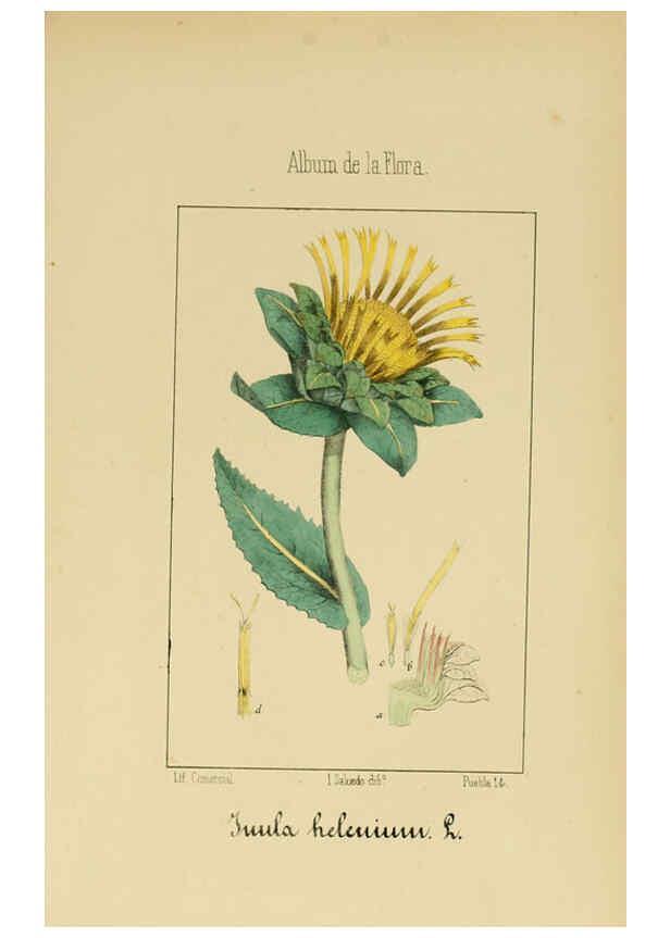 Reproducción/Reproduction 6012340806: Album de la flora médico-farmacéutica é industrial, indígena y exótica Madrid,Impr. de la Galeria literaria,1862-64