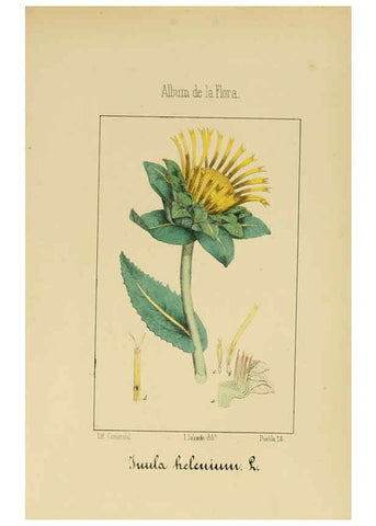 Reproducción/Reproduction 6012340806: Album de la flora médico-farmacéutica é industrial, indígena y exótica Madrid,Impr. de la Galeria literaria,1862-64