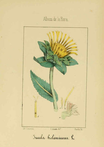 Reproducción/Reproduction 6012340806: Album de la flora médico-farmacéutica é industrial, indígena y exótica Madrid,Impr. de la Galeria literaria,1862-64
