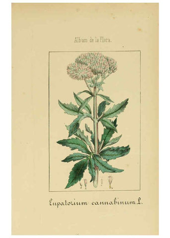 Reproducción/Reproduction 6012341022: Album de la flora médico-farmacéutica é industrial, indígena y exótica Madrid,Impr. de la Galeria literaria,1862-64
