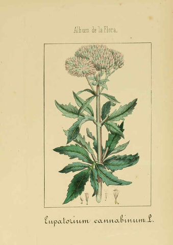 Reproducción/Reproduction 6012341022: Album de la flora médico-farmacéutica é industrial, indígena y exótica Madrid,Impr. de la Galeria literaria,1862-64
