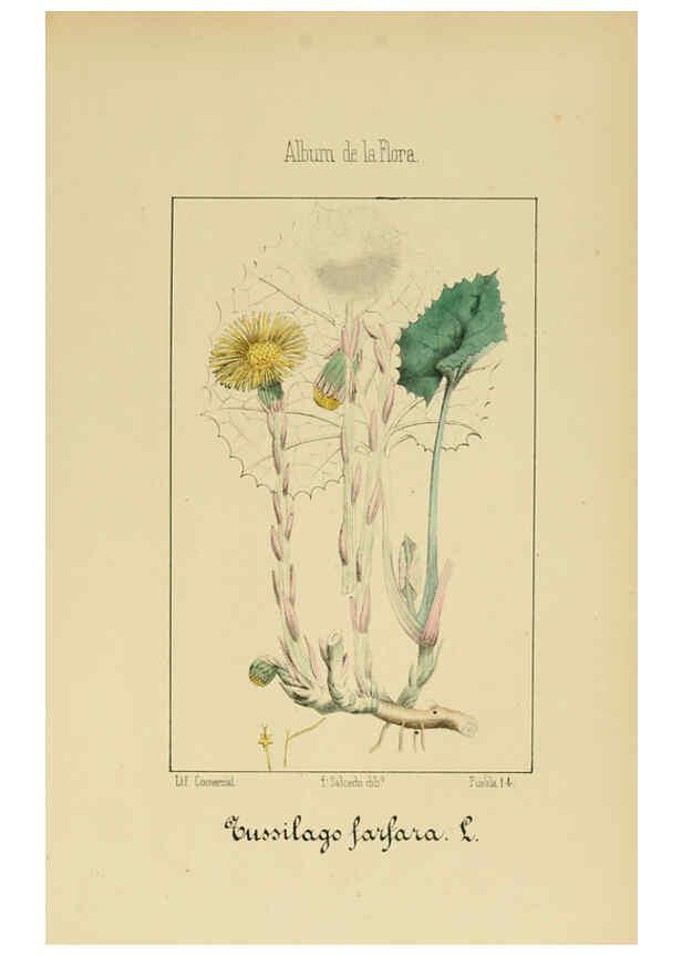 Reproducción/Reproduction 6011794241: Album de la flora médico-farmacéutica é industrial, indígena y exótica Madrid,Impr. de la Galeria literaria,1862-64