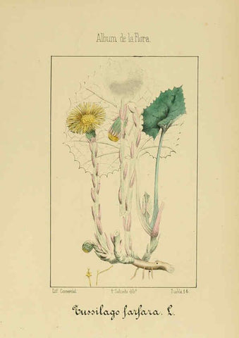 Reproducción/Reproduction 6011794241: Album de la flora médico-farmacéutica é industrial, indígena y exótica Madrid,Impr. de la Galeria literaria,1862-64