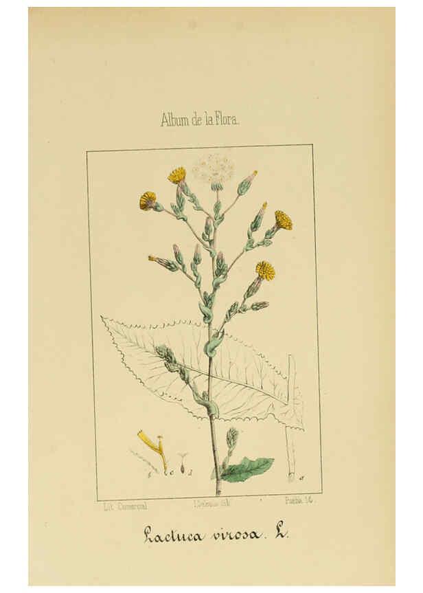 Reproducción/Reproduction 6011794465: Album de la flora médico-farmacéutica é industrial, indígena y exótica Madrid,Impr. de la Galeria literaria,1862-64