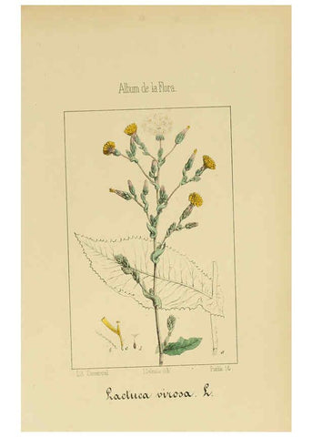 Reproducción/Reproduction 6011794465: Album de la flora médico-farmacéutica é industrial, indígena y exótica Madrid,Impr. de la Galeria literaria,1862-64