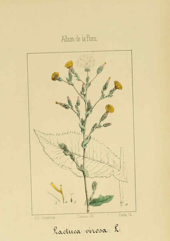 Reproducción/Reproduction 6011794465: Album de la flora médico-farmacéutica é industrial, indígena y exótica Madrid,Impr. de la Galeria literaria,1862-64