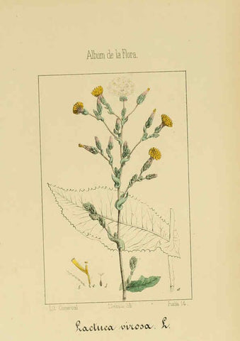 Reproducción/Reproduction 6011794465: Album de la flora médico-farmacéutica é industrial, indígena y exótica Madrid,Impr. de la Galeria literaria,1862-64