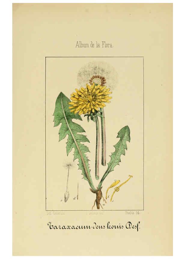 Reproducción/Reproduction 6011794773: Album de la flora médico-farmacéutica é industrial, indígena y exótica Madrid,Impr. de la Galeria literaria,1862-64